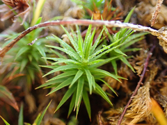 Polytrichum formosum