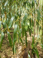 Phyllostachys sulphurea