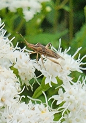 Harmostes fraterculus