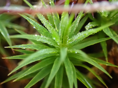 Polytrichum formosum