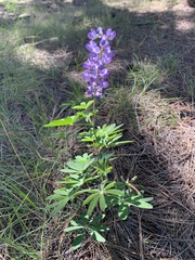 Lupinus latifolius