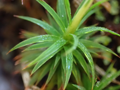 Polytrichum formosum