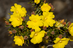Hibbertia hamulosa