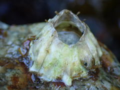 Balanus glandula