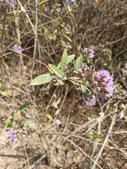 Vernonanthura squamulosa