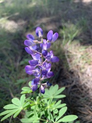 Lupinus latifolius