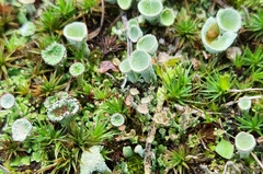 Cladonia chlorophaea