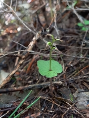 Acianthus sinclairii