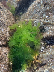 Ulva lactuca