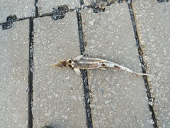 Scaphirhynchus platorynchus