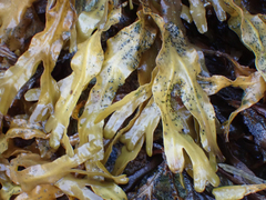 Fucus distichus