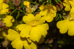 Hibbertia hamulosa