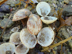 Clinocardium nuttallii