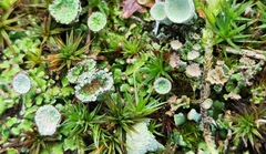 Cladonia chlorophaea