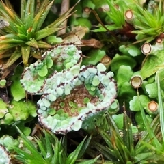 Cladonia chlorophaea
