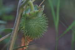 Datura innoxia