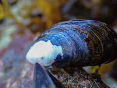 Mytilus trossulus