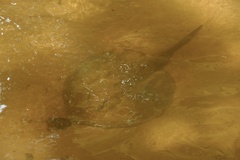 Potamotrygon falkneri