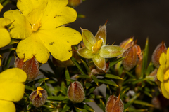 Hibbertia hamulosa