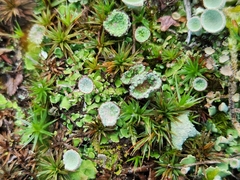 Cladonia chlorophaea