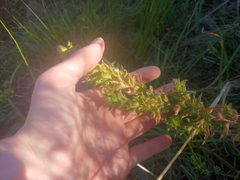 Epilobium densiflorum