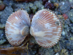 Clinocardium nuttallii