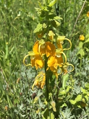 Rhynchocorys orientalis