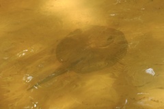 Potamotrygon falkneri