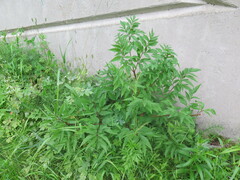 Angelica anomala