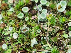 Cladonia chlorophaea