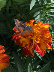 Anagrapha falcifera