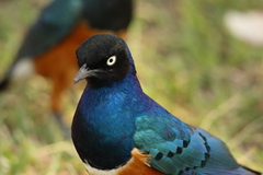 Lamprotornis superbus