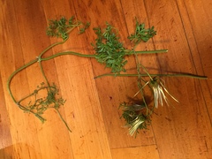 Clematis microphylla