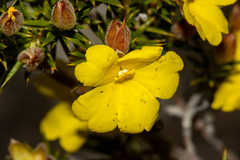 Hibbertia hamulosa