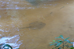 Potamotrygon falkneri