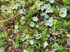 Cladonia chlorophaea