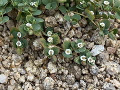 Euphorbia albomarginata