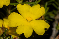 Hibbertia hamulosa