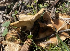 Rhodocybe