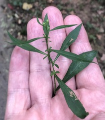Calycomyza promissa