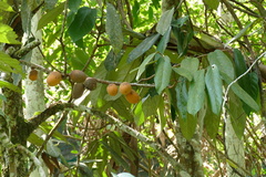 Theobroma subincanum