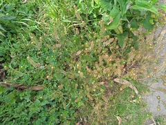 Lepidium bipinnatifidum