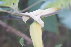 Datura innoxia