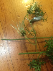 Clematis microphylla