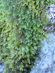 Brotherella canadensis