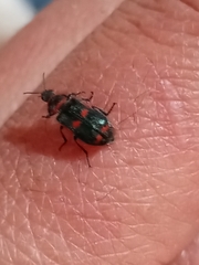 Astylus cyanerythrus