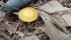 Entoloma murrayi