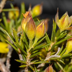 Hibbertia hamulosa