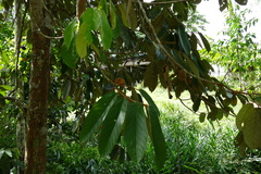 Theobroma subincanum