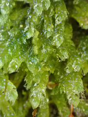 Brotherella canadensis